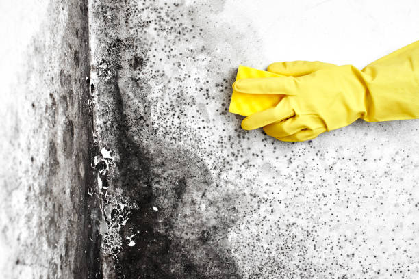 Best Biohazard Mold Removal  in Olton, TX